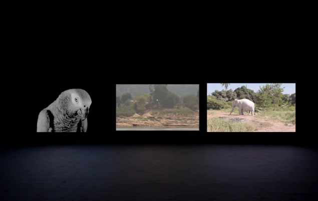 วันทนีย์ ศิริพัฒนานันทกูร (ไทย)
**Making the Unknown Known, 2563-2565**
วิดีโอจัดวาง 3 จอ, เสียงสเตอริโอ
15’20”